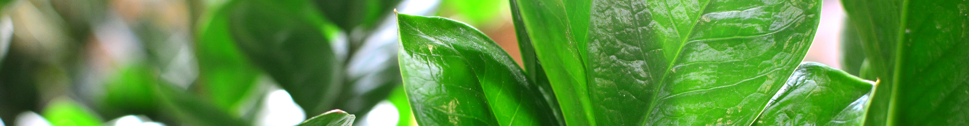 zamiocuclcas hydroflora